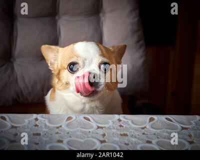 Chihua hua Hund sitzt am Tisch Stockfoto