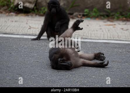 Sulawesi crested macaques schwärmen auf den Straßen in Parigi Moutong Regency, Indonesien. Die Sulawesi Crested macaques sind endemische Arten Indonesiens, die nur auf Sulawesi Island existieren. Diese Affen gingen auf die Straße, weil ihr Lebensraum in den Bergen des Toboli-Dorfes von Menschen zerstört worden war. Stockfoto