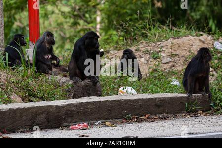 Sulawesi crested macaques schwärmen auf den Straßen in Parigi Moutong Regency, Indonesien. Die Sulawesi Crested macaques sind endemische Arten Indonesiens, die nur auf Sulawesi Island existieren. Diese Affen gingen auf die Straße, weil ihr Lebensraum in den Bergen des Toboli-Dorfes von Menschen zerstört worden war. Stockfoto