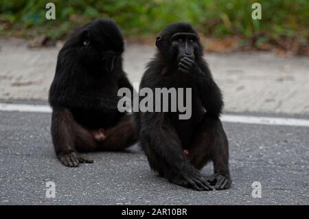 Sulawesi crested macaques schwärmen auf den Straßen in Parigi Moutong Regency, Indonesien. Die Sulawesi Crested macaques sind endemische Arten Indonesiens, die nur auf Sulawesi Island existieren. Diese Affen gingen auf die Straße, weil ihr Lebensraum in den Bergen des Toboli-Dorfes von Menschen zerstört worden war. Stockfoto