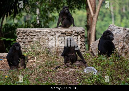 Sulawesi crested macaques schwärmen auf den Straßen in Parigi Moutong Regency, Indonesien. Die Sulawesi Crested macaques sind endemische Arten Indonesiens, die nur auf Sulawesi Island existieren. Diese Affen gingen auf die Straße, weil ihr Lebensraum in den Bergen des Toboli-Dorfes von Menschen zerstört worden war. Stockfoto