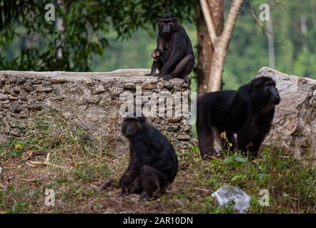 Sulawesi crested macaques schwärmen auf den Straßen in Parigi Moutong Regency, Indonesien. Die Sulawesi Crested macaques sind endemische Arten Indonesiens, die nur auf Sulawesi Island existieren. Diese Affen gingen auf die Straße, weil ihr Lebensraum in den Bergen des Toboli-Dorfes von Menschen zerstört worden war. Stockfoto