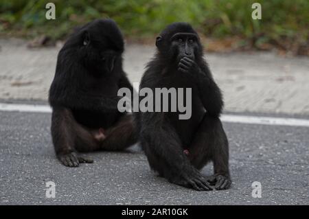 Parigi Moutong Regency, Central Sulawesi, Indonesien. Januar 2020. Sulawesi crested macaques schwärmen auf den Straßen in Parigi Moutong Regency, Indonesien. Die Sulawesi Crested macaques sind endemische Arten Indonesiens, die nur auf Sulawesi Island existieren. Diese Affen gingen auf die Straße, weil ihr Lebensraum in den Bergen des Toboli-Dorfes von Menschen zerstört worden war. Kredit: Opan Bustan/SOPA Images/ZUMA Wire/Alamy Live News Stockfoto