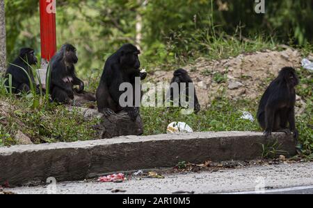 Parigi Moutong Regency, Central Sulawesi, Indonesien. Januar 2020. Sulawesi crested macaques schwärmen auf den Straßen in Parigi Moutong Regency, Indonesien. Die Sulawesi Crested macaques sind endemische Arten Indonesiens, die nur auf Sulawesi Island existieren. Diese Affen gingen auf die Straße, weil ihr Lebensraum in den Bergen des Toboli-Dorfes von Menschen zerstört worden war. Kredit: Opan Bustan/SOPA Images/ZUMA Wire/Alamy Live News Stockfoto