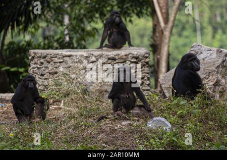 Parigi Moutong Regency, Central Sulawesi, Indonesien. Januar 2020. Sulawesi crested macaques schwärmen auf den Straßen in Parigi Moutong Regency, Indonesien. Die Sulawesi Crested macaques sind endemische Arten Indonesiens, die nur auf Sulawesi Island existieren. Diese Affen gingen auf die Straße, weil ihr Lebensraum in den Bergen des Toboli-Dorfes von Menschen zerstört worden war. Kredit: Opan Bustan/SOPA Images/ZUMA Wire/Alamy Live News Stockfoto