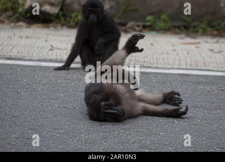 Parigi Moutong Regency, Central Sulawesi, Indonesien. Januar 2020. Sulawesi crested macaques schwärmen auf den Straßen in Parigi Moutong Regency, Indonesien. Die Sulawesi Crested macaques sind endemische Arten Indonesiens, die nur auf Sulawesi Island existieren. Diese Affen gingen auf die Straße, weil ihr Lebensraum in den Bergen des Toboli-Dorfes von Menschen zerstört worden war. Kredit: Opan Bustan/SOPA Images/ZUMA Wire/Alamy Live News Stockfoto