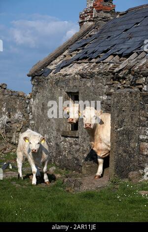 Drei charolais-Rinder mit Ohrmarken, die aus einem alten verlassenen irischen Häuschen in der Grafschaft sligo, republik irland, schauen Stockfoto