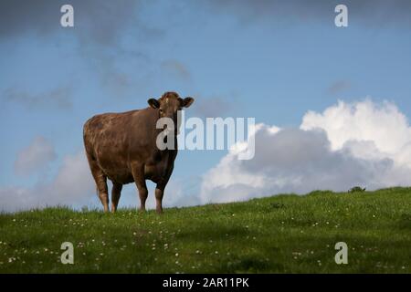 Eine einzelne braune Kuh, die auf einem Hügel mit Himmel hinter einem grünen Feld in irland steht Stockfoto