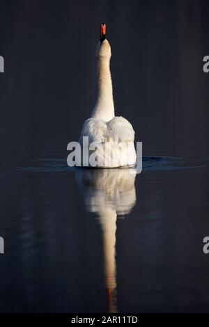 Einzelner Schwan auf stillem See mit langem Hals nach oben gestreckt Trinkwasser am frühen Morgen Stockfoto