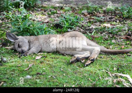 Schlafendes Jerry Känguru in Tasmanien Stockfoto