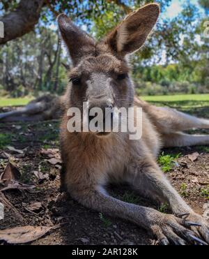 Cooles Känguru in Tasmanien, Australien Stockfoto