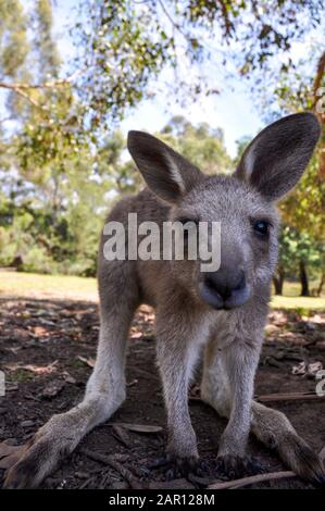 Cooles Känguru in Tasmanien, Australien Stockfoto