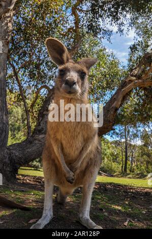 Cooles Känguru in Tasmanien, Australien Stockfoto