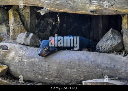 Tasmanischer Teufel im Tasmanischen Devil Conservation Park, Tasmanina, Australien Stockfoto