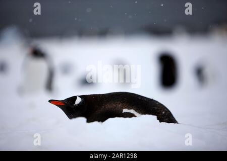 Gentoo Pinguin Pygoscelis papua liegt im Schnee Cuverville Island Antarctica Stockfoto