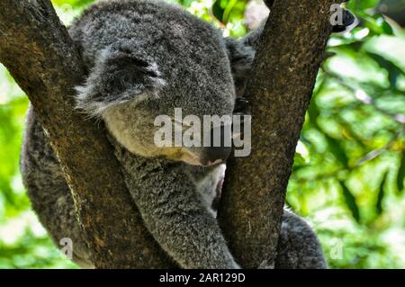 Ein schläfriger Koala im Zoo von Sydney Stockfoto