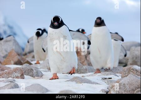 märzlinie der Gentoo-Pinguine Pygoscelis papua in Neko Harbour Antarktis Wanderpinguine in Gruppen sind als Wattpaddeln bekannt Stockfoto