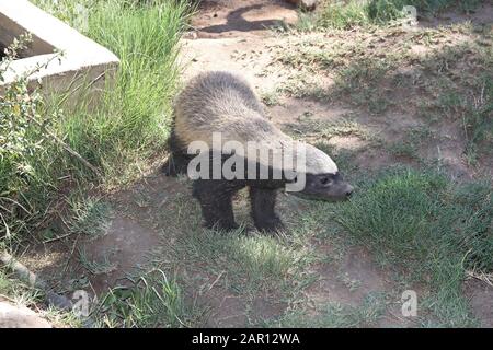 Honigbadger, Hoedspruit Endangered Species Center, Hazyview, Mpumalanga, Südafrika. Stockfoto