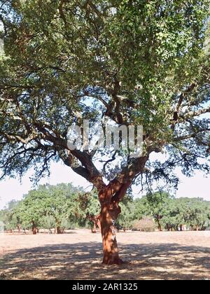 Schöne Korkeiche in einem Wald aus Korkeichen in der Region Alentejo in Portugal Stockfoto