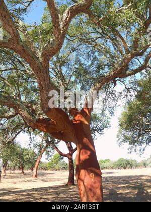 Schöne Korkeiche in einem Wald aus Korkeichen in der Region Alentejo in Portugal Stockfoto
