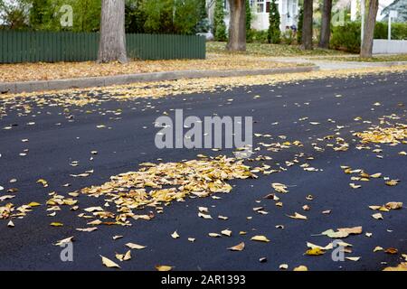 Gefallener Herbst hinterlässt auf der asphaltierten Straße in den Vororten Stockfoto