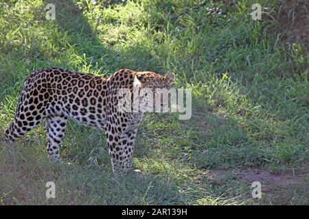 Afrikanischer Leopard im Hoedspruit Endangered Species Center, Hazyview, Mpumalanga, Südafrika. Stockfoto