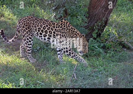 Afrikanischer Leopard im Hoedspruit Endangered Species Center, Hazyview, Mpumalanga, Südafrika. Stockfoto