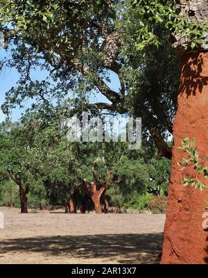 Schöne Korkeiche in einem Wald aus Korkeichen in der Region Alentejo in Portugal Stockfoto