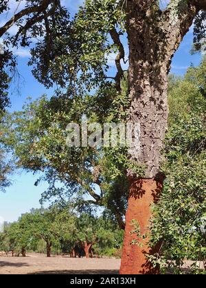 Schöne Korkeiche in einem Wald aus Korkeichen in der Region Alentejo in Portugal Stockfoto