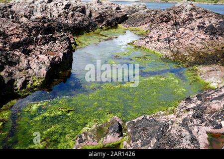 große Felsen-Pool in rosa Dazit rockt Limerick Zeitpunkt Cushendall County Antrim-Nordirland-UK Stockfoto