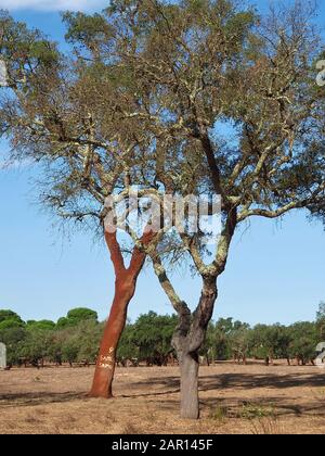 Schöne Korkeiche in einem Wald aus Korkeichen in der Region Alentejo in Portugal Stockfoto