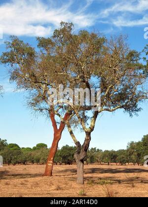 Schöne Korkeiche in einem Wald aus Korkeichen in der Region Alentejo in Portugal Stockfoto