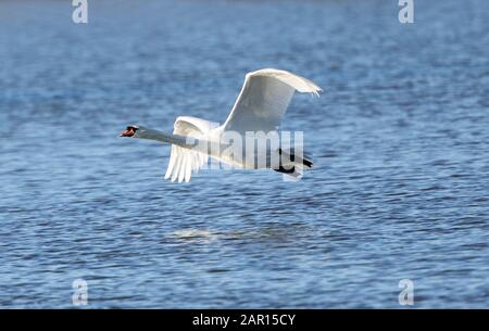 Höckerschwan im Flug (Cygnus Olor) Stockfoto