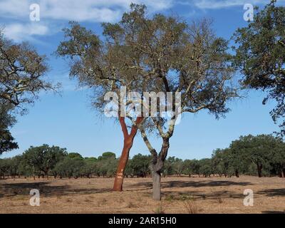 Schöne Korkeiche in einem Wald aus Korkeichen in der Region Alentejo in Portugal Stockfoto