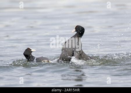 COO Fighting (Fulica atra) Stockfoto