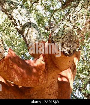 Schöne Korkeiche in einem Wald aus Korkeichen in der Region Alentejo in Portugal Stockfoto