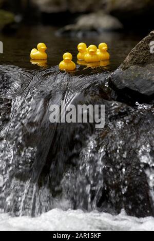 Gruppe von gelben Plastikenten, die flussabwärts in einem Fluss schwimmen, der über einen Wasserfall geht Stockfoto
