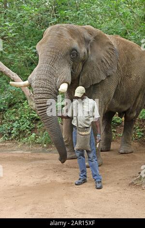Elephant Handler Lecturing in Elephant Sanctuary, Hazyview, Mpumalanga, Südafrika. Stockfoto