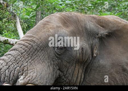 Kopf des Elefanten in Elephant Sanctuary, Hazyview, Mpumalanga, Südafrika. Stockfoto