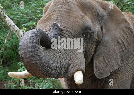 Kopf des Elefanten in Elephant Sanctuary, Hazyview, Mpumalanga, Südafrika. Stockfoto