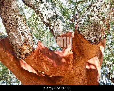 Schöne Korkeiche in einem Wald aus Korkeichen in der Region Alentejo in Portugal Stockfoto