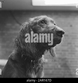 Frühjahr 1965, Hundewetter, Flappie der Hund Datum: 21. März 1965 Schlagwörter: Hundename: Flappie Stockfoto