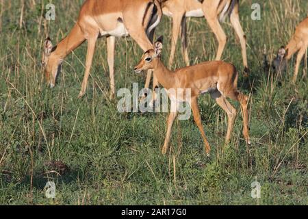 Impala Kalb und Erwachsene im Kruger National Park, Mpumalanga, Südafrika. Stockfoto