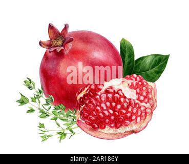 Granatapfel-Thymian-Zusammensetzung Aquarell isoliert auf weißem Hintergrund Stockfoto