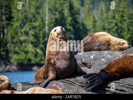 Große Seelöwen in Alaska Stockfoto