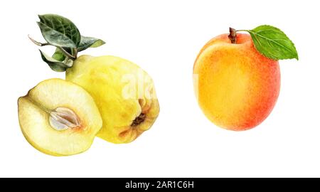 Quince Pfirsich setzt auf weißem Hintergrund ein isoliertes Aquarell. Stockfoto