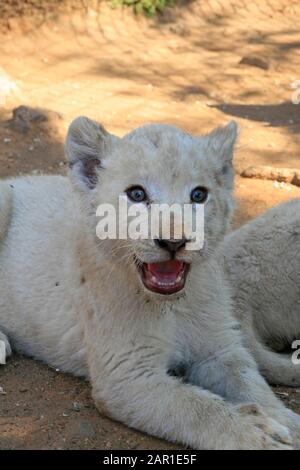 Weiße Löwenkuppe im Lion & Safari Park, Gauteng, Südafrika. Stockfoto