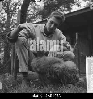 Jungtiere im Amsterdamer Zoo Artis, die anlässlich der Geburt von zwei Löwen Aufgezeichnet Wurden, Werden vom Sitter gefüttert, vermutlich ein Geierdatum: 8. Oktober 1965 Standort: Amsterdam, Noord-Holland Schlüsselwörter: Zoos, Tierpflege, Geier, Jungtiere Stockfoto