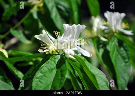 Japanische Honeysuckle (Lonicera japonica, goldene und silberne Honigsuckle) Blumen Nahest-Details Stockfoto
