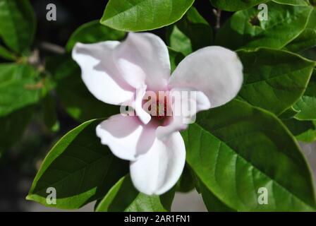 White Magnolia soulangeana (Untertasse Magnolia) Blume, Nahaufnahme, Detail Ansicht von oben, weiche dunkelgrüne Blätter Hintergrund unscharf Stockfoto